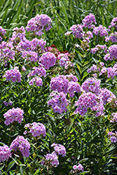 Luminary Opalescence Garden Phlox (Phlox paniculata 'Opalescence') at Peter Knippel Garden Centre