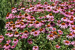 Ruby Star Coneflower (Echinacea purpurea 'Rubinstern') at Peter Knippel Garden Centre