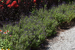 Mirage Blue Autumn Sage (Salvia greggii 'Balmirleu') at Lakeshore Garden Centres