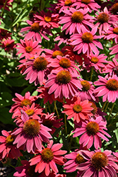 Sombrero Tres Amigos Coneflower (Echinacea 'Balsomtresgo') at Peter Knippel Garden Centre