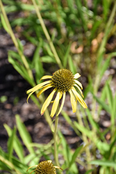 Yellow Coneflower (Echinacea paradoxa) at Lakeshore Garden Centres
