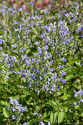 Hoary Skullcap (Scutellaria incana) at Peter Knippel Garden Centre
