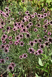 Tennessee Coneflower (Echinacea tennesseensis) at Lakeshore Garden Centres