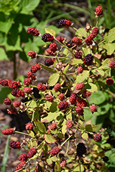 Baby Cakes Blackberry (Rubus 'APF-236T') at Peter Knippel Garden Centre