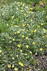 Evening Sun Primrose (Oenothera missouriensis 'Evening Sun') at Lakeshore Garden Centres