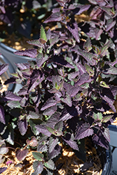 Meant to Bee Royal Raspberry Hyssop (Agastache 'Royal Raspberry') at Lakeshore Garden Centres