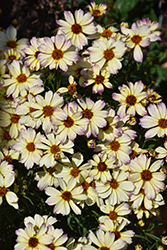 Nova Jewel Tickseed (Coreopsis 'Jewel') at Lakeshore Garden Centres