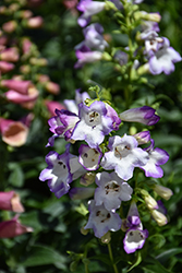 Harlequin Lilac Beard Tongue (Penstemon 'Harlequin Lilac') at Lakeshore Garden Centres