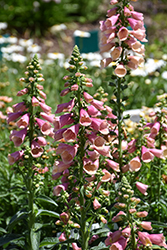 Arctic Fox Rose Foxglove (Digitalis 'Balroxose') at Lakeshore Garden Centres