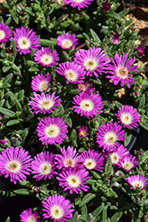 Ocean Sunset Violet Flare Plant (Delosperma 'Florsaika') at Lakeshore Garden Centres