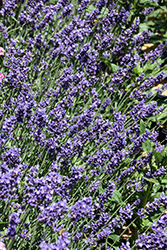 SuperBlue Lavender (Lavandula angustifolia 'SuperBlue') at Peter Knippel Garden Centre