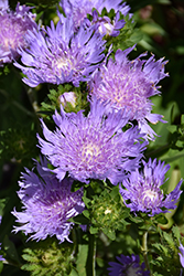 Totally Stoked Riptide Aster (Stokesia laevis 'Riptide') at Lakeshore Garden Centres