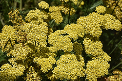 Firefly Sunshine Yarrow (Achillea 'Firefly Sunshine') at Peter Knippel Garden Centre