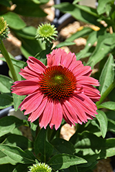 SunMagic Vintage Watermelon Coneflower (Echinacea 'SunMagic Vintage Watermelon') at Lakeshore Garden Centres