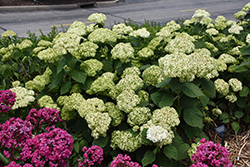 Invincibelle Sublime Smooth Hydrangea (Hydrangea arborescens 'SMNHRL') at Peter Knippel Garden Centre