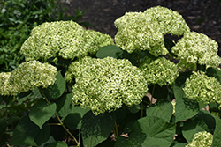 Invincibelle Sublime Smooth Hydrangea (Hydrangea arborescens 'SMNHRL') at Peter Knippel Garden Centre
