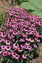 Prima Berry Coneflower (Echinacea 'Prima Berry') at Lakeshore Garden Centres