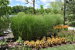 Scout Maiden Grass (Miscanthus sinensis 'M77') at Lakeshore Garden Centres