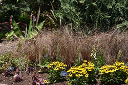 Firefox Leatherleaf Sedge (Carex buchananii 'Firefox') at Lakeshore Garden Centres
