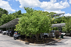Glauca Sweetbay Magnolia (Magnolia virginiana 'Glauca') at Lakeshore Garden Centres