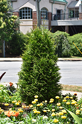 Junior Giant Arborvitae (Thuja 'Junior Giant') at Lakeshore Garden Centres