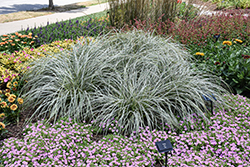 Feather Falls Sedge (Carex oshimensis 'Feather Falls') at Lakeshore Garden Centres