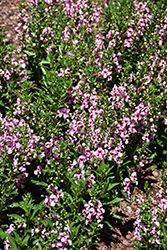 Aria Alta Pink Angelonia (Angelonia angustifolia 'Aria Alta Pink') at Lakeshore Garden Centres