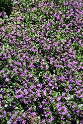 Surdiva Purple Fan Flower (Scaevola aemula 'Surdiva Purple') at Lakeshore Garden Centres