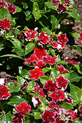 Soiree Flamenco Salsa Red Vinca (Catharanthus roseus 'Soiree Flamenco Salsa Red') at Lakeshore Garden Centres