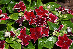 Soiree Flamenco Salsa Red Vinca (Catharanthus roseus 'Soiree Flamenco Salsa Red') at Lakeshore Garden Centres