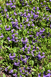 Bombay Compact Dark Blue Fan Flower (Scaevola aemula 'Bombay Compact Dark Blue') at Lakeshore Garden Centres