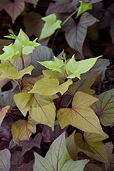 Bright Ideas Rusty Red Sweet Potato Vine (Ipomoea batatas 'Bright Ideas Rusty Red') at Lakeshore Garden Centres
