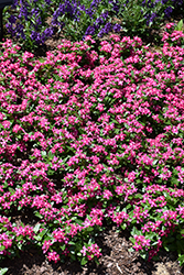 Soiree Kawaii Red Vinca (Catharanthus roseus 'Soiree Kawaii Coral Reef') at Lakeshore Garden Centres