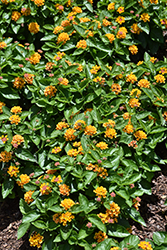 Gem Lemon Quartz Lantana (Lantana camara 'Gem Lemon Quartz') at Lakeshore Garden Centres