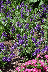Carita Purple Angelonia (Angelonia angustifolia 'Carita Purple') at Lakeshore Garden Centres