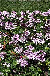 Caldera Lavender Glow Geranium (Pelargonium 'Caldera Lavender Glow') at Lakeshore Garden Centres