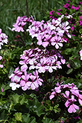 Caldera Lavender Glow Geranium (Pelargonium 'Caldera Lavender Glow') at Lakeshore Garden Centres