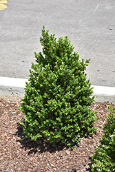 Cranberry Creek Boxwood (Buxus 'Cranberry Creek') at Lakeshore Garden Centres