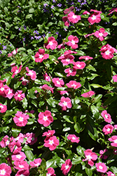 Cora XDR Pink Halo (Catharanthus roseus 'Cora XDR Pink Halo') at Lakeshore Garden Centres