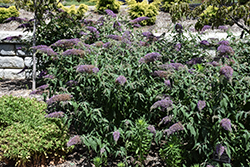 Violet Cascade Butterfly Bush (Buddleia 'Violet Cascade') at Lakeshore Garden Centres