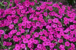 EnViva Pink Petchoa (Petchoa 'KLECA22835') at Lakeshore Garden Centres