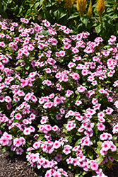 Titan-ium Blush Vinca (Catharanthus roseus 'PAS1527179') at Lakeshore Garden Centres