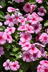 Titan-ium Blush Vinca (Catharanthus roseus 'PAS1527179') at Lakeshore Garden Centres
