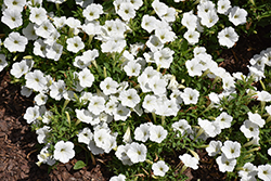 Supertunia Vista Snowdrift Petunia (Petunia 'BBTUN04401') at Lakeshore Garden Centres