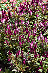 Intenz Classic Celosia (Celosia 'Spitenz') at Lakeshore Garden Centres