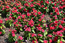 Titan-ium Dark Red Vinca (Catharanthus roseus 'PAS1527181') at Lakeshore Garden Centres
