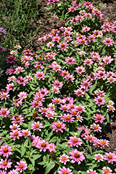 Profusion Cherry Bicolor Zinnia (Zinnia 'Profusion Cherry Bicolor') at Lakeshore Garden Centres