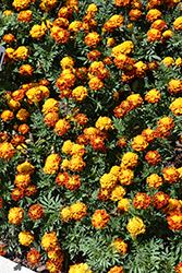 Happy Spry Marigold (Tagetes patula 'Happy Spry') at Lakeshore Garden Centres