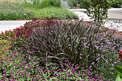 Regal Princess Fountain Grass (Pennisetum 'Tift 15') at Lakeshore Garden Centres