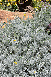 Winter Whispers Dusty Miller (Senecio 'Winter Whispers') at Lakeshore Garden Centres